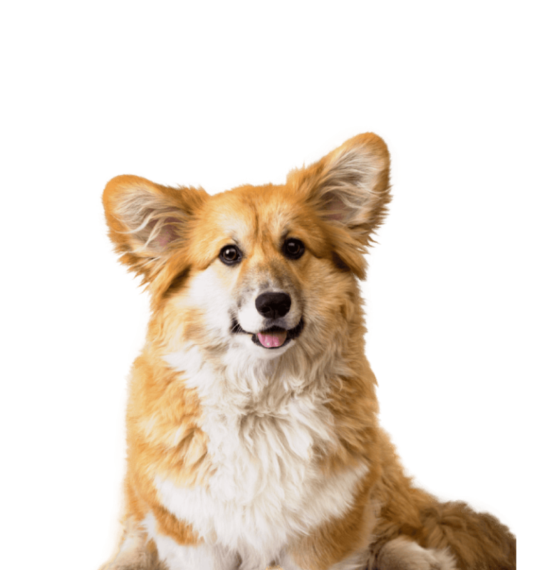 service-pet4