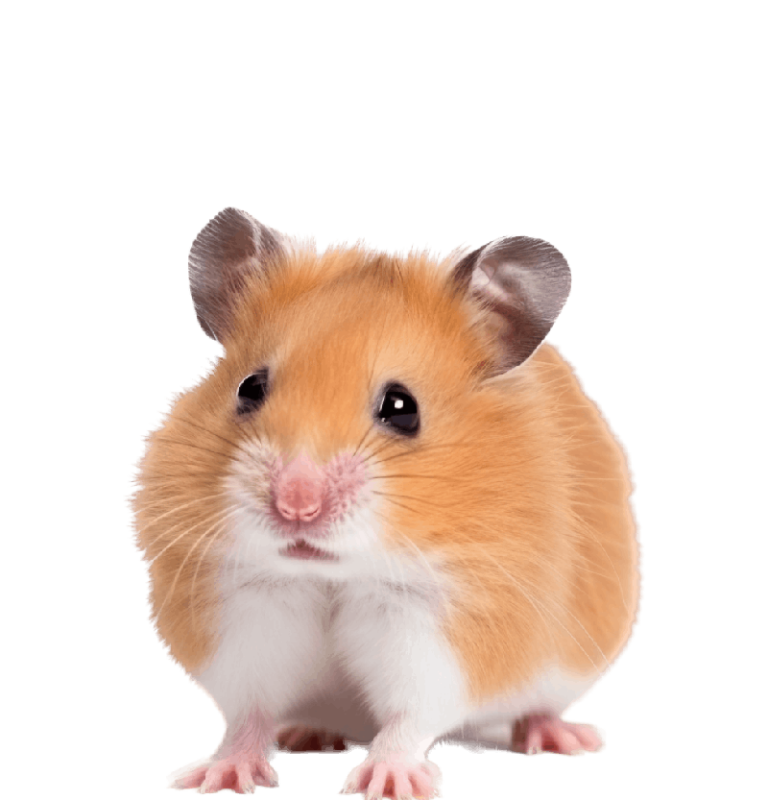 service-pet-hamster2